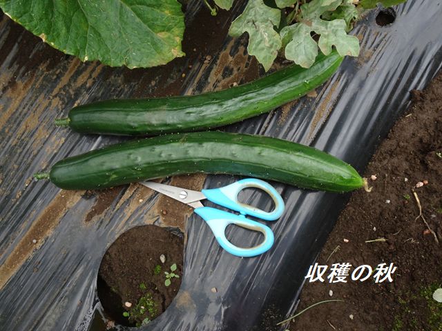 キュウリの収穫
