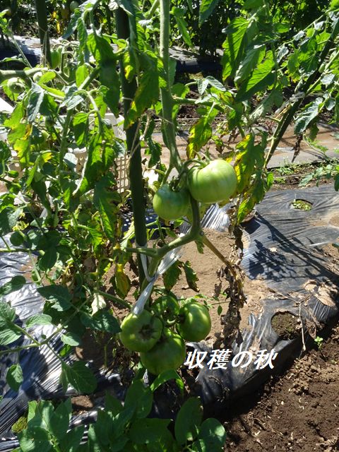 栽培中のトマト