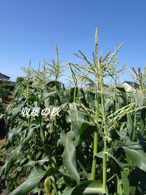 トウモロコシ畑
