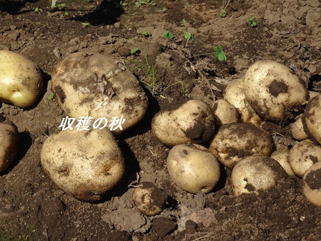 じゃがいも