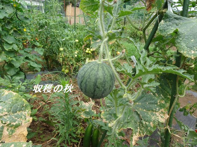 スイカの収穫