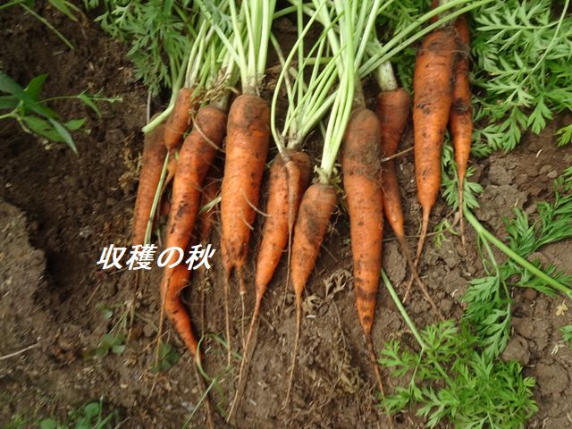 ニンジンの収穫