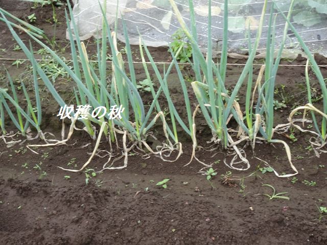 ねぎを待つ