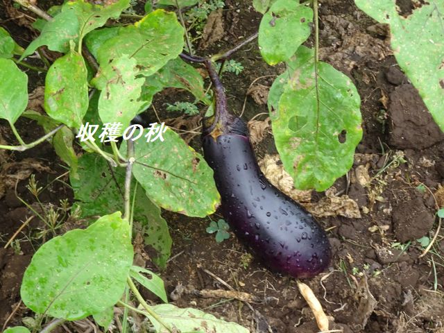 秋茄子の収穫