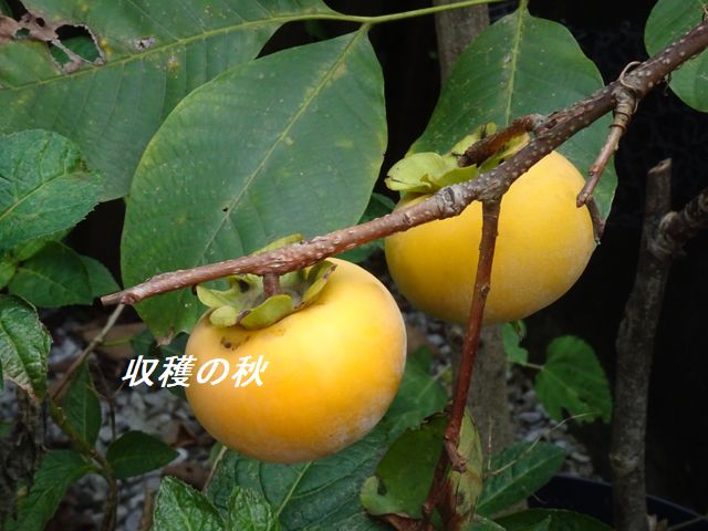柿の収穫