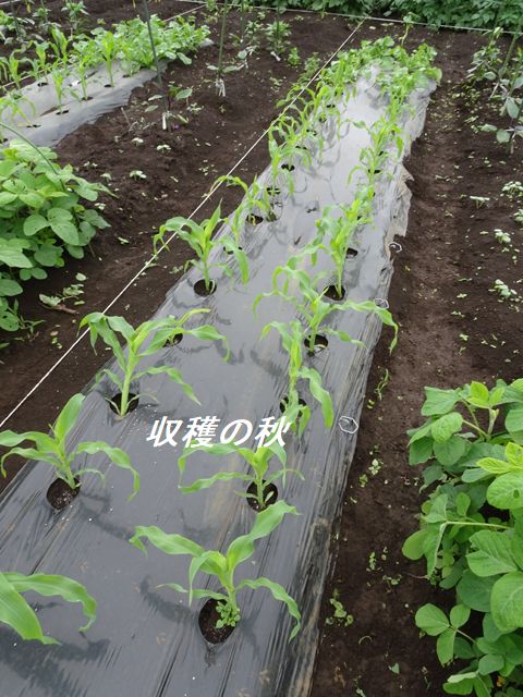 トウモロコシ畑