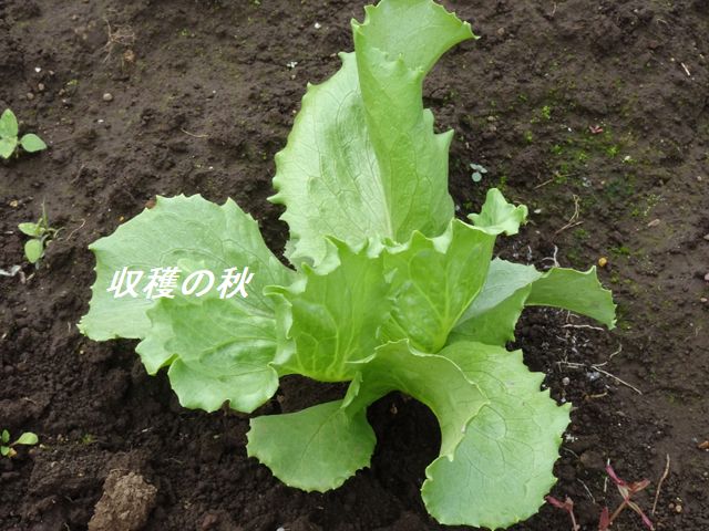 レタス栽培