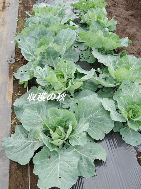 キャベツの栽培