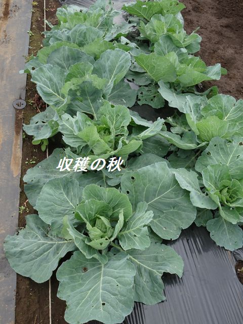 キャベツの収穫