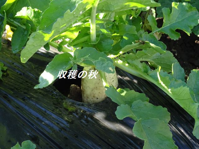 青首大根