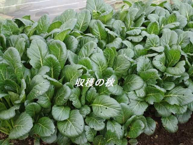 小松菜