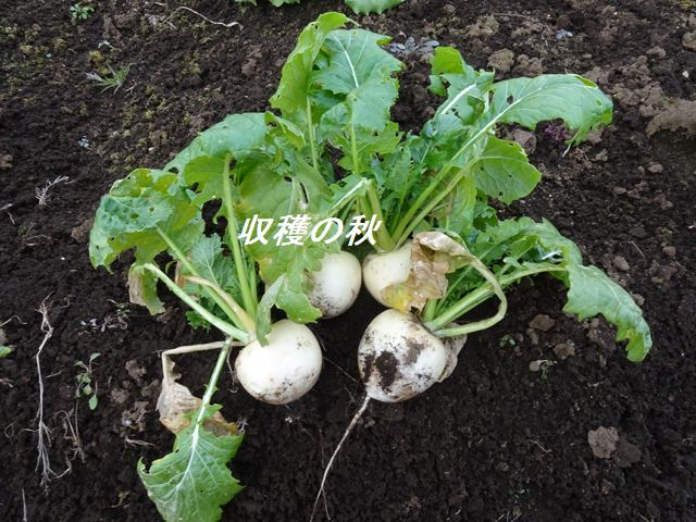 蕪の収穫