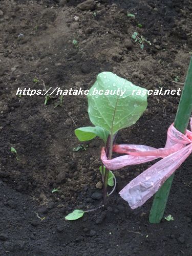 茄子の苗