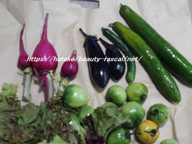 夏野菜