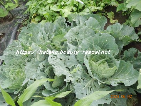 キャベツ、結球