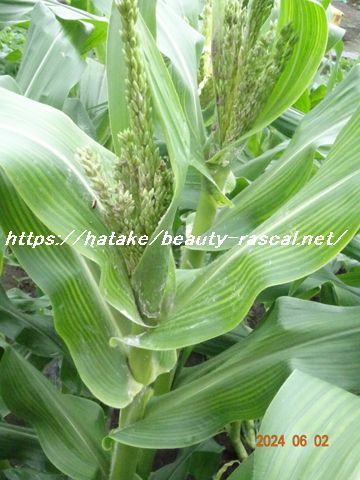 とうもろこし, ゴールドラッシュ