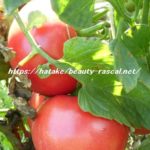 トマト, tomato