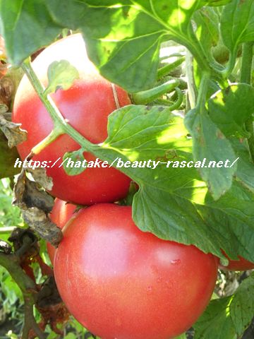トマト, tomato