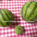 スイカ,すいか,西瓜