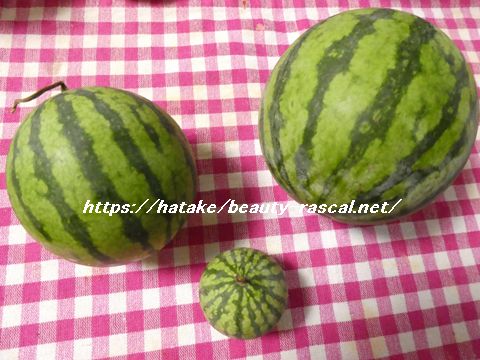 スイカ,すいか,西瓜