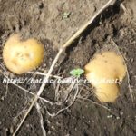 ジャガイモ,じゃがいも,ポテト,potato