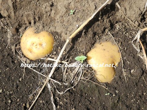 ジャガイモ,じゃがいも,ポテト,potato