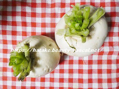 蕪,raddish,kabu